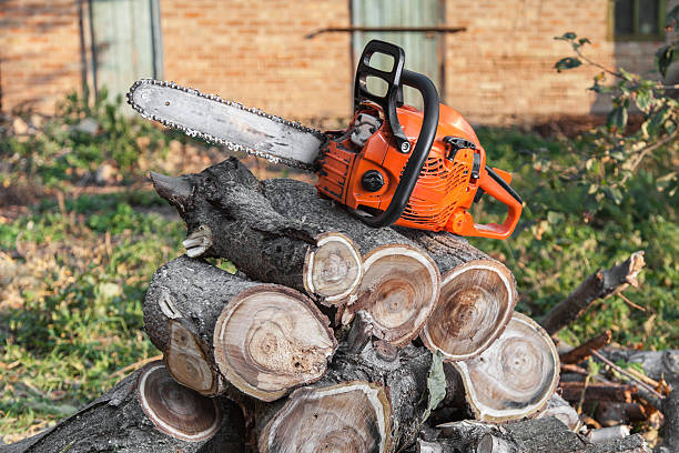 Best Tree Trimming Near Me  in Centralia, WA